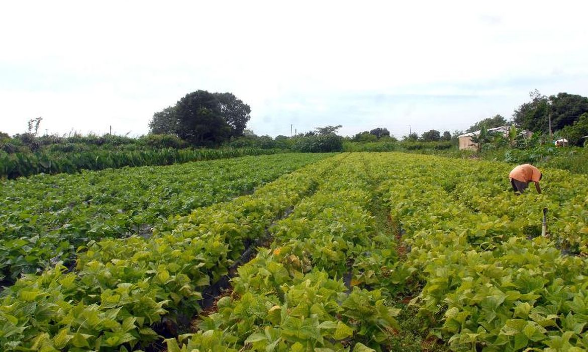MP libera R$ 64.289.400 para segurança alimentar e povos indígenas